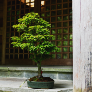 Option 3 Holistic Bonsai  Class
