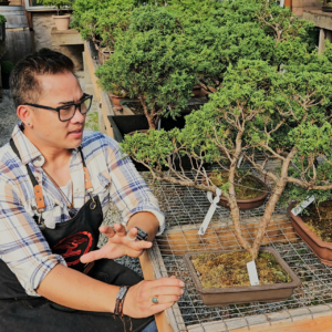 Private Bonsai Coaching Onsite